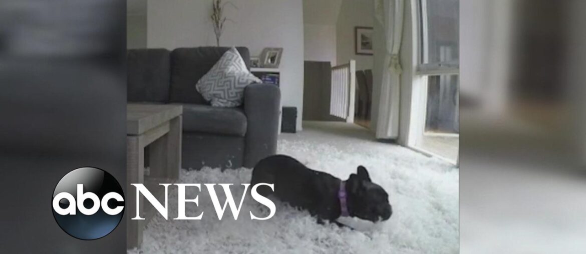 French bulldog tears up owner's living room
