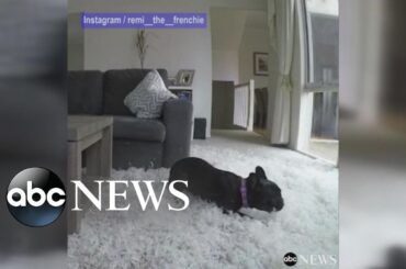 French bulldog tears up owner's living room
