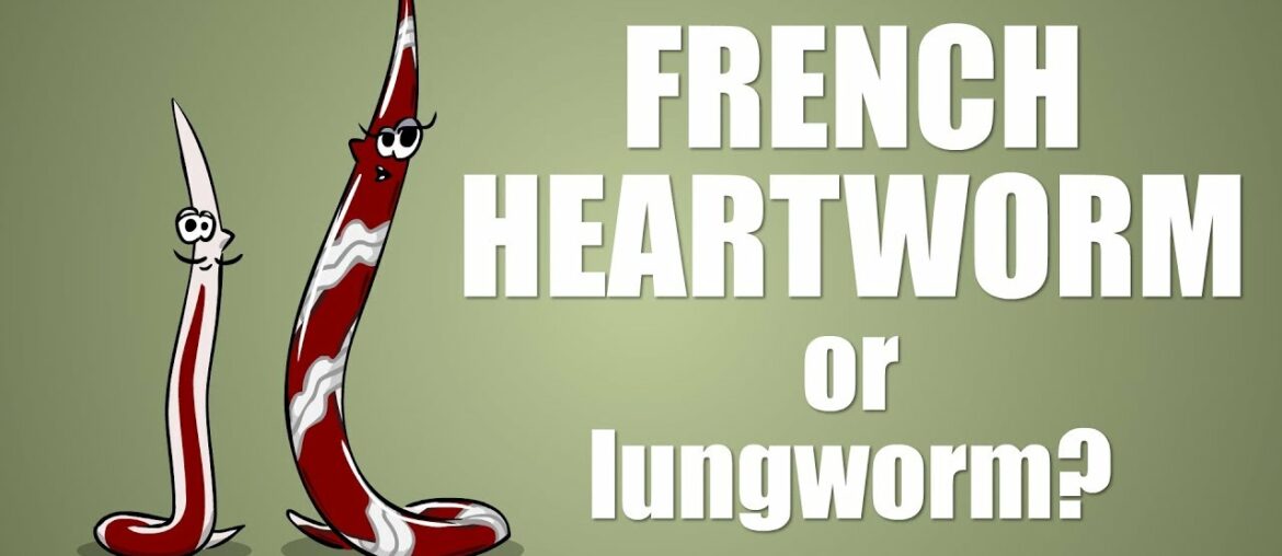 The French Heartworm – Plain and Simple The French Heartworm - Plain and Simple