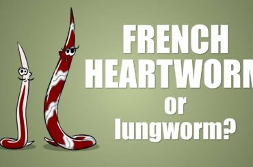 The French Heartworm - Plain and Simple