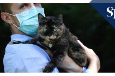 Meet Papille, the French cat who survived coronavirus