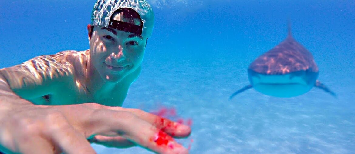 Testing if Sharks Can Smell a Drop of Blood Testing if Sharks Can Smell a Drop of Blood