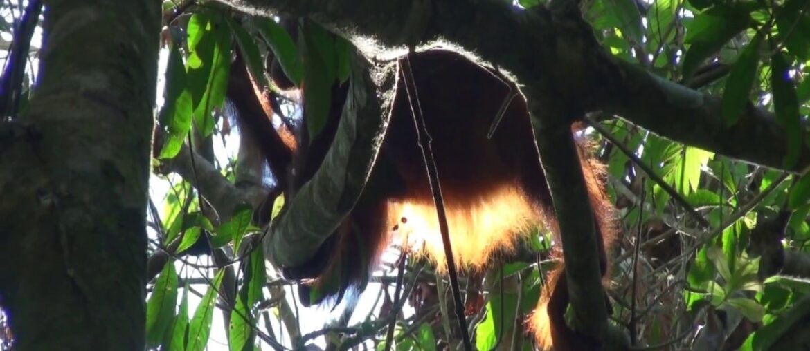 Treetop dining:  young male orangutan eats Rangas fruit in the sunshine, near Kinabatangan R., Sabah