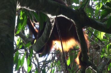 Treetop dining:  young male orangutan eats Rangas fruit in the sunshine, near Kinabatangan R., Sabah