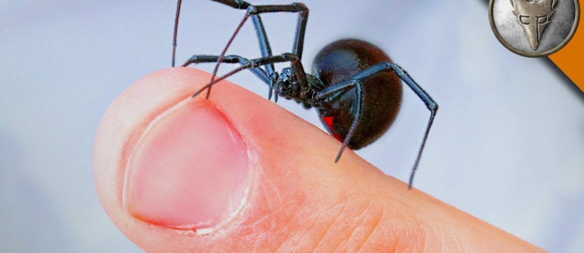 WILL IT BITE?! - Black Widow Challenge