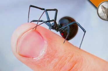 WILL IT BITE?! - Black Widow Challenge