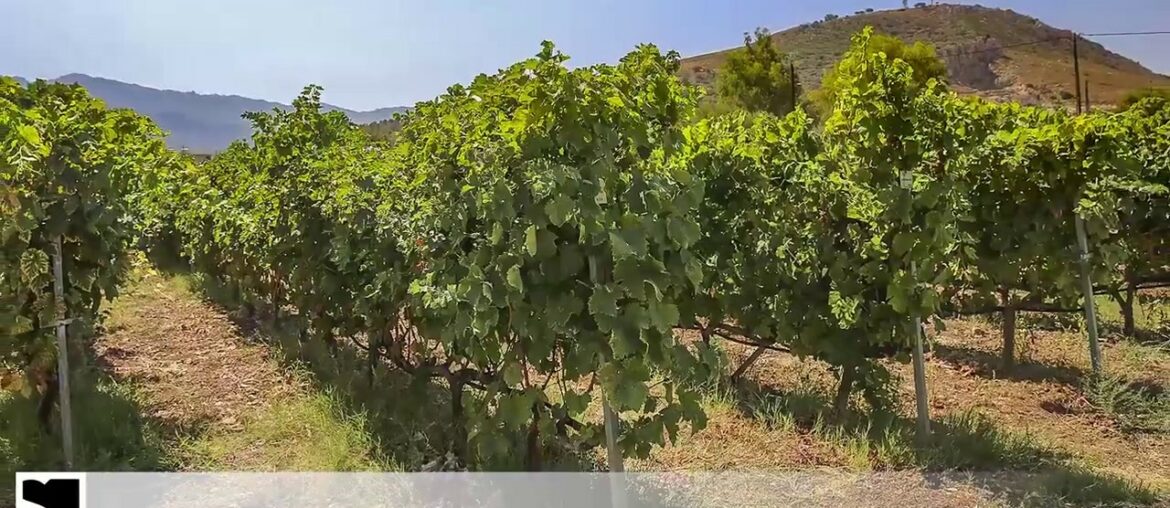 Winery, Kos, Greece - S_PHOTO location scouting and management