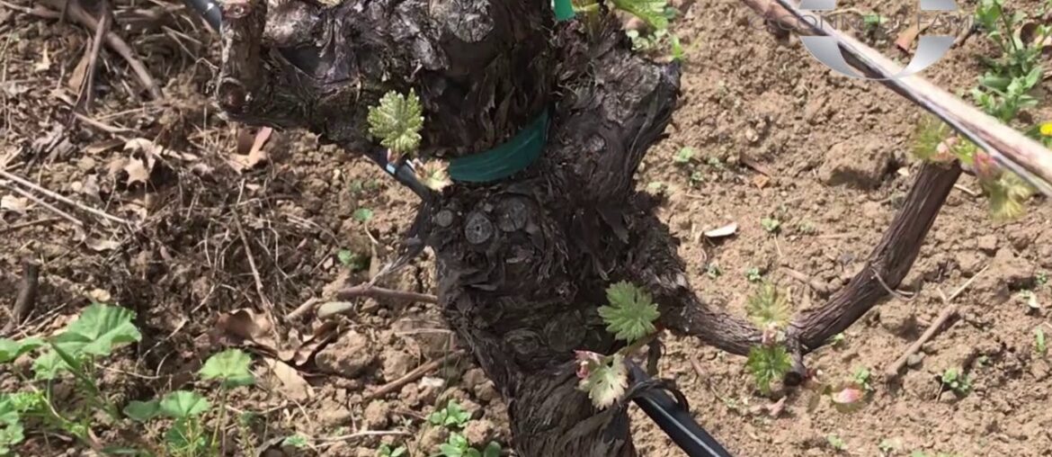 OCFV French Gate Block Organic Farming Practices