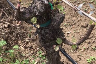 OCFV French Gate Block Organic Farming Practices