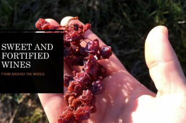 Wine Conversations #15 - Sweet and Fortified wines