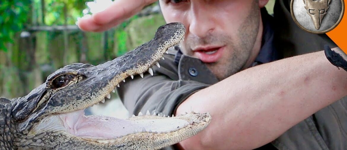 ALLIGATOR BITE!
