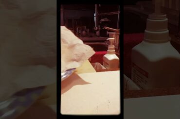 #My#Own#Recipe#FRENCH FRIES            POTATO CHIPS