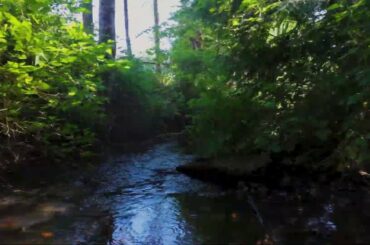 19810 NE Davis Road  Brush Prairie, WA