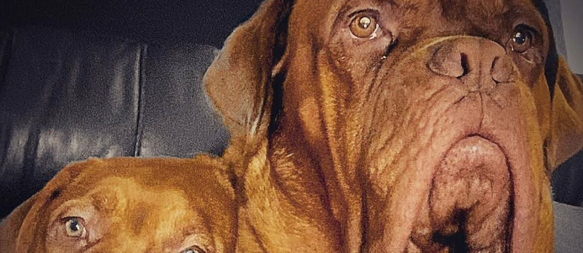 Dogue de bordeaux best family guard dog 2020 French mastiff