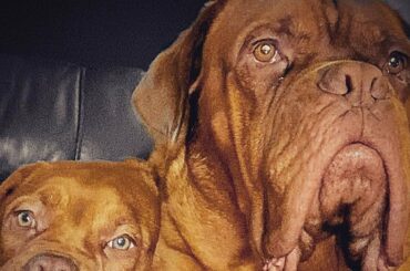 Dogue de bordeaux best family guard dog 2020 French mastiff