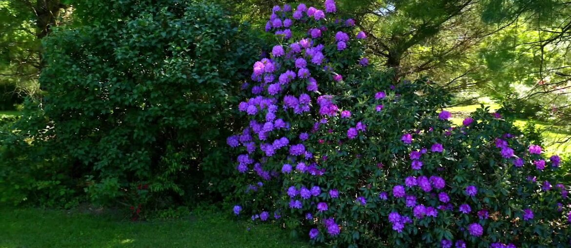 23 Old Wesbury Road | Old Westbury, NY 23 Old Wesbury Road | Old Westbury, NY