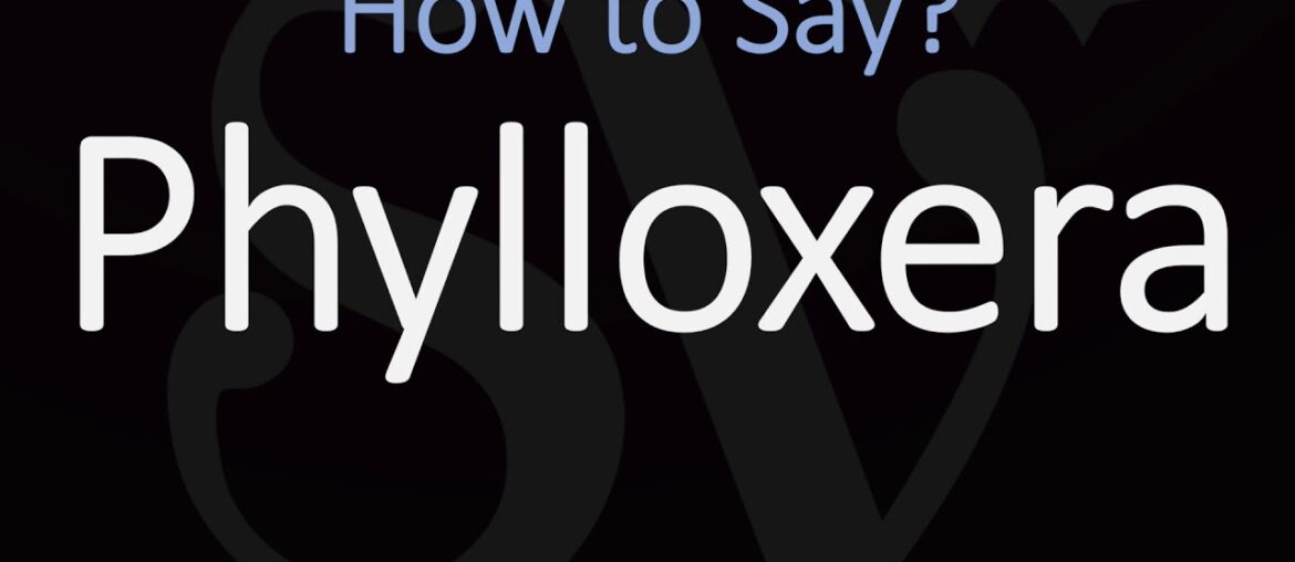 How to Pronounce Phylloxera? (CORRECTLY) How to Pronounce Phylloxera? (CORRECTLY)