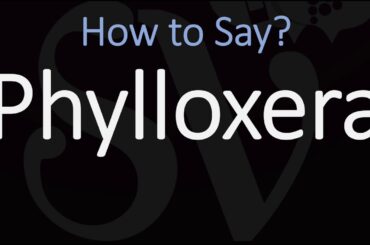 How to Pronounce Phylloxera? (CORRECTLY)