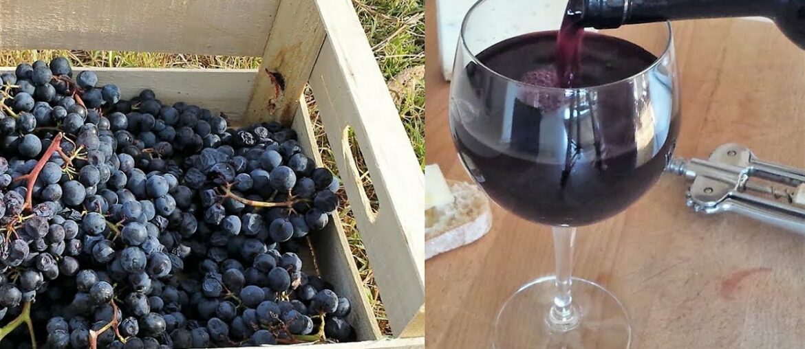 Homemade Italian Wine - How to make wine at home from grapes without yeast and sugar