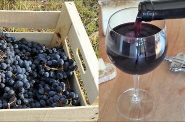 Homemade Italian Wine - How to make wine at home from grapes without yeast and sugar