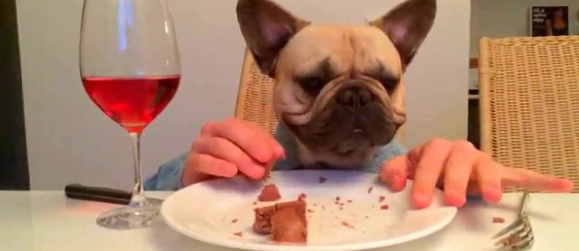 Wining and dining dog! Funny! Wining and dining dog! Funny!