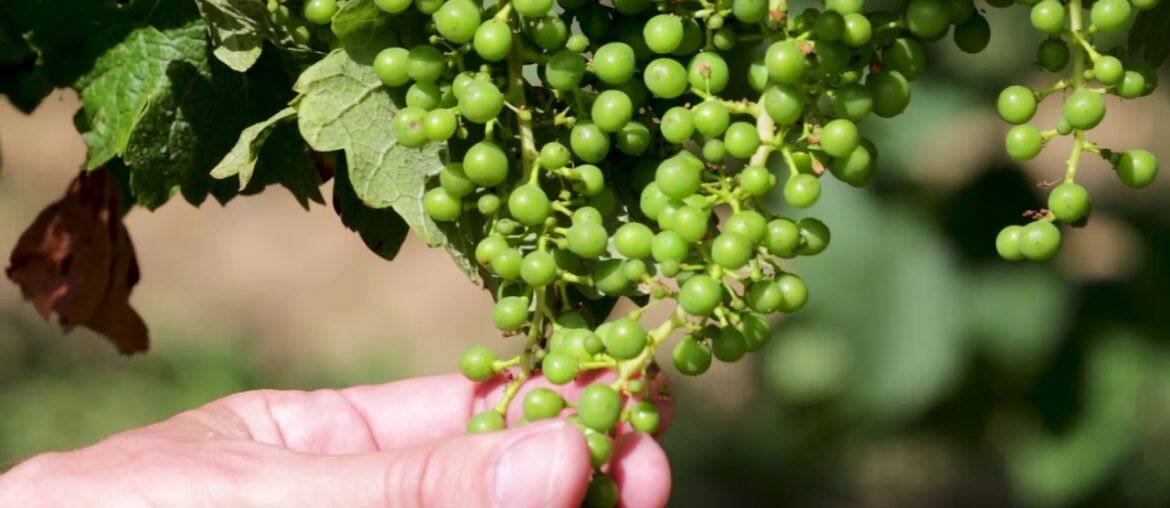 PIENSA WINES | France