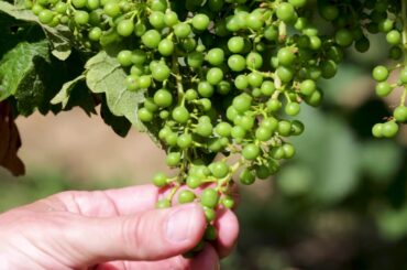 PIENSA WINES | France