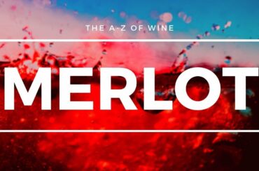 What is MERLOT - Everything you need to know about this popular Global grape.