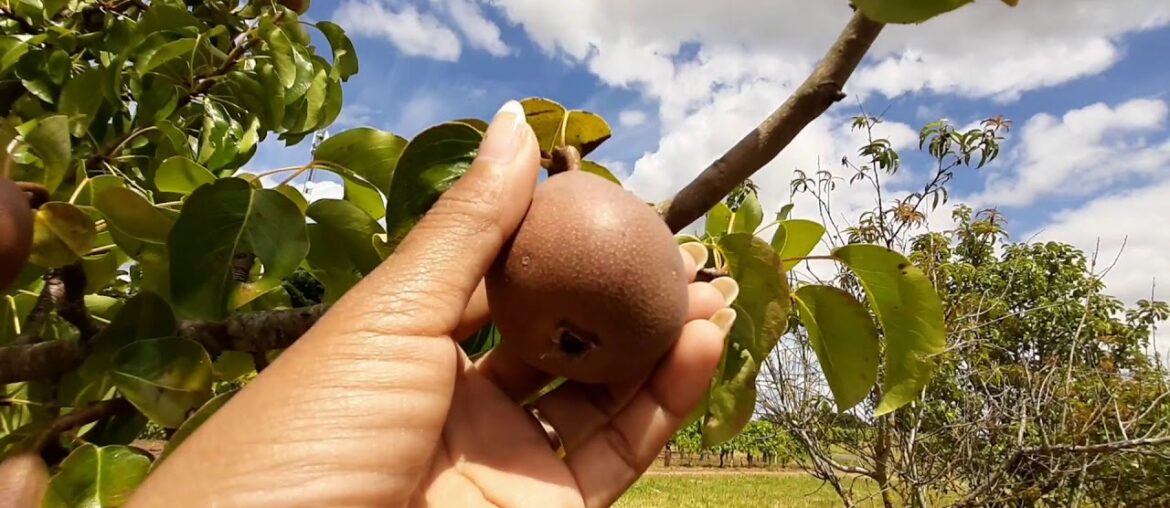 Grapes plantation #France