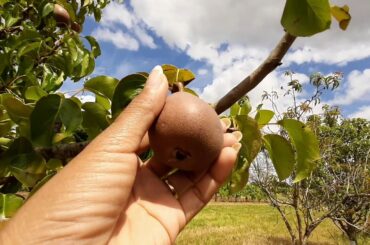 Grapes plantation #France