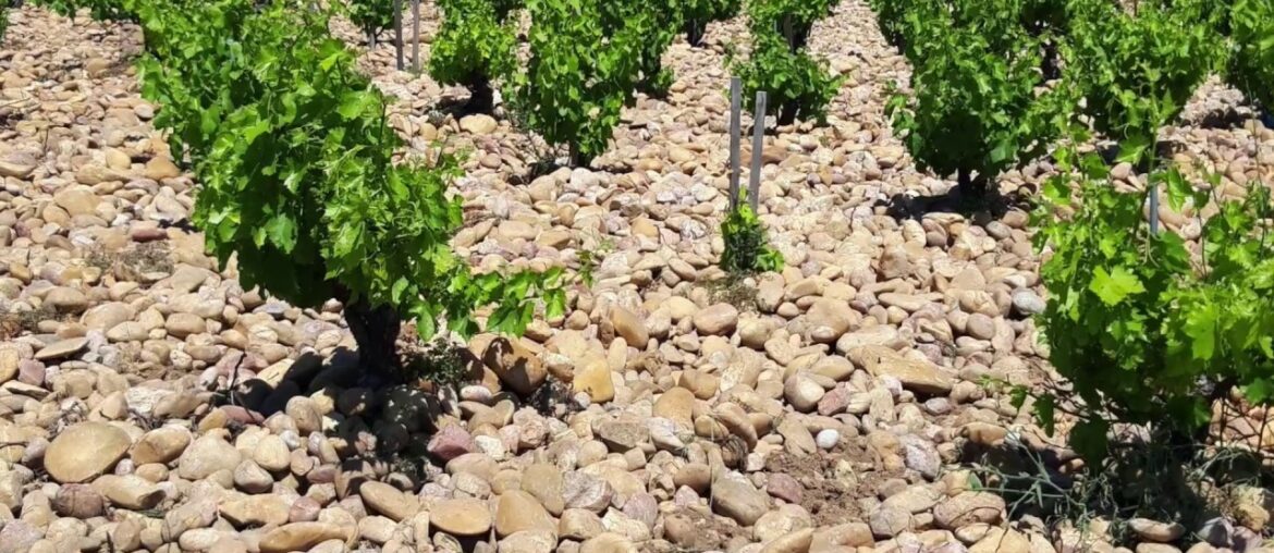 Gabriel Meffre Chateauneuf-du-Pape, Rhone, France Gabriel Meffre Chateauneuf-du-Pape, Rhone, France