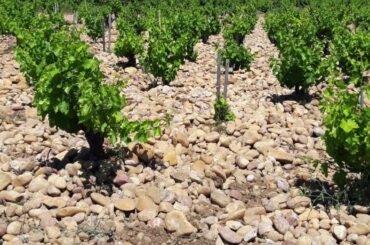 Gabriel Meffre Chateauneuf-du-Pape, Rhone, France