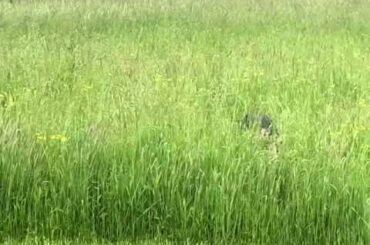 Ruby running at the Wine Vineyards