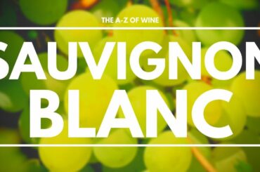 What is SAUVIGNON BLANC - Everything you need to know about this delicious grape.