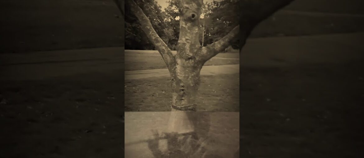 A pot of old wine 瓶舊酒低音長笛/竹笛 dizi flûte de bambou tête par Atelier Toine Malopelli France 法國製造 A pot of old wine 瓶舊酒低音長笛/竹笛 dizi flûte de bambou tête par Atelier Toine Malopelli France 法國製造