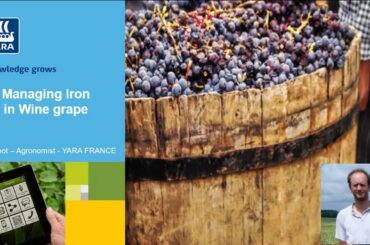 Managing iron in wine grapes