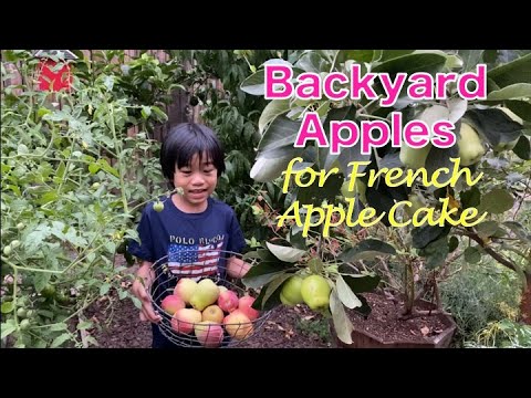 French Apple Cake With Apples From The Backyard Garden | Gardening and Baking | Summer Harvest French Apple Cake With Apples From The Backyard Garden | Gardening and Baking | Summer Harvest