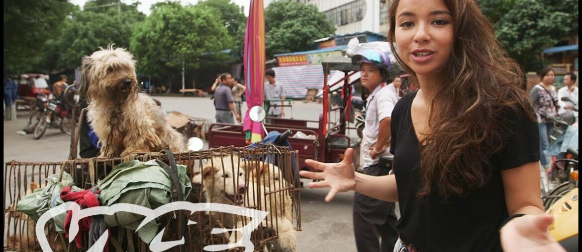 Dining on Dogs in Yulin: VICE Reports (Full Length)