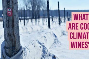 What are Cool Climate Wines?
