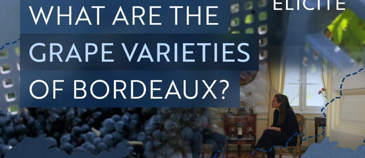 The Wine Grape Varieties of Bordeaux