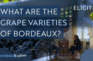 The Wine Grape Varieties of Bordeaux