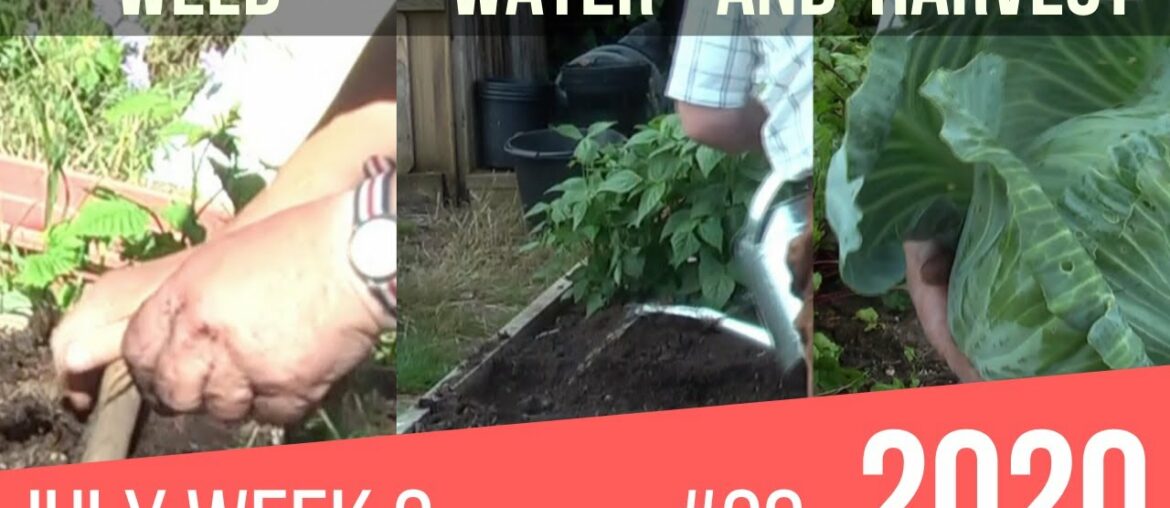 2nd Week of July on Allotment UK Progress 2nd Week of July on Allotment UK Progress