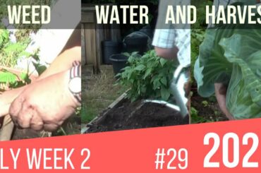 2nd Week of July on Allotment UK Progress
