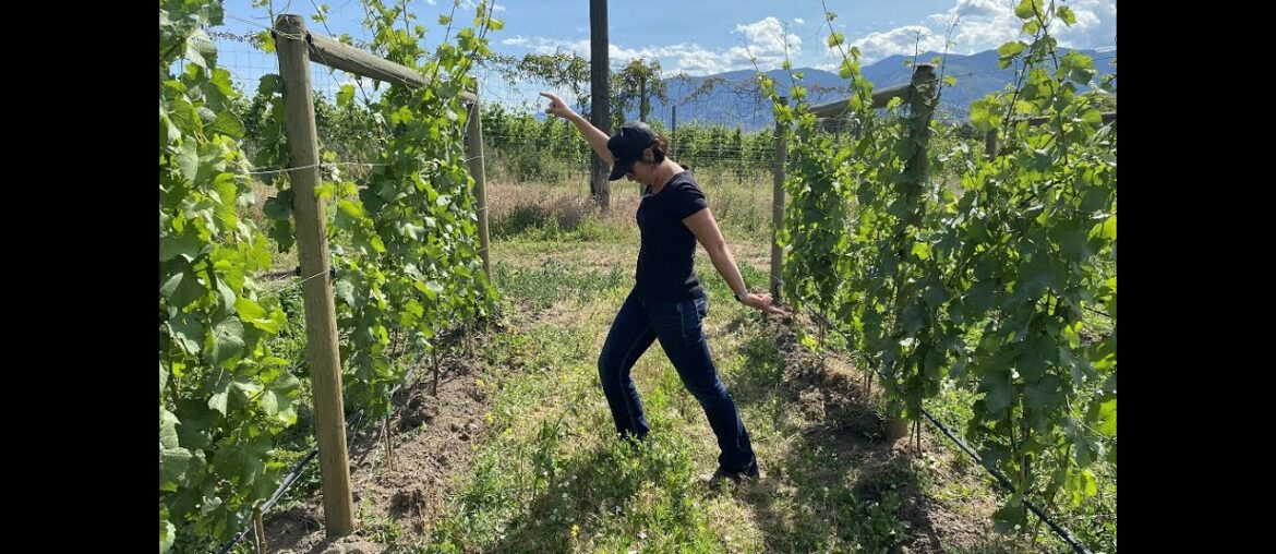 Roche Wines Vigneron Video Journal Episode 9