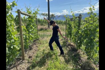 Roche Wines Vigneron Video Journal Episode 9