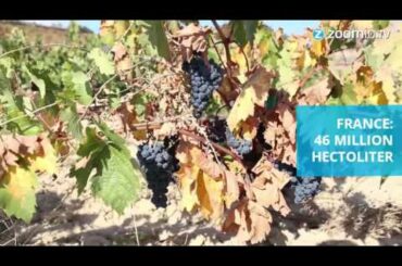 Italy overthrows France as the king of wine