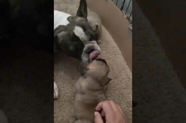 Wine Country Bulldogs 2020 litter is here!