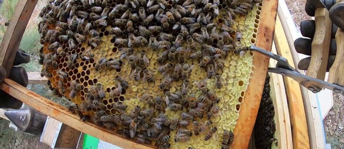 F0 buckfast made in France 👍