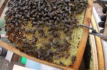 F0 buckfast made in France 👍