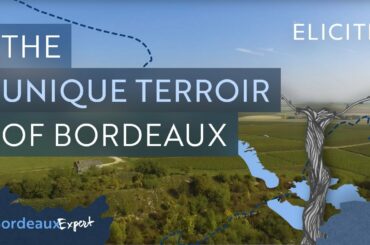 The Unique Terroir of The Bordeaux Wine Region